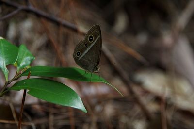 Close-up of butterfly on leaf