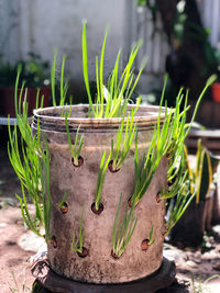 Close-up of potted plants in yard