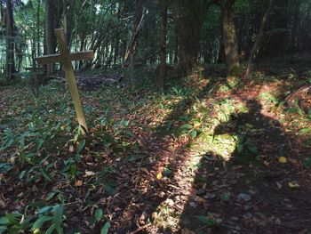 Trees in park