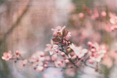 Close-up of pink flowers