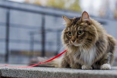 Close-up of cat