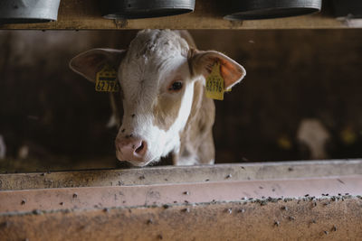 Portrait of cow in pen