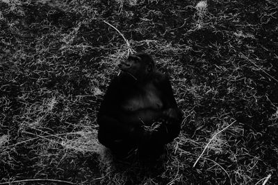 Portrait of a monkey