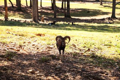 Deer on a field