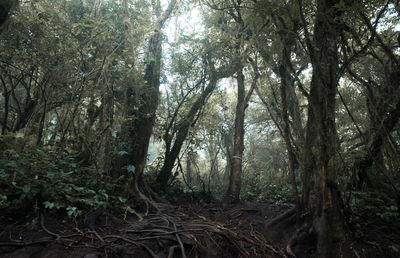 Trees in forest