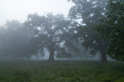 Trees on field against sky