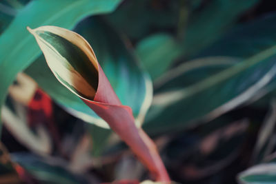 Close-up of flowering plant