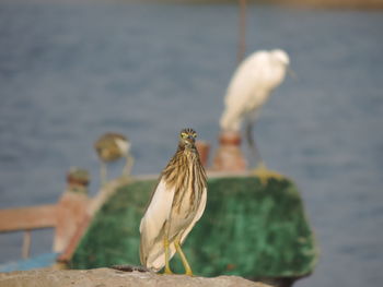 Close-up of bird perching on white background