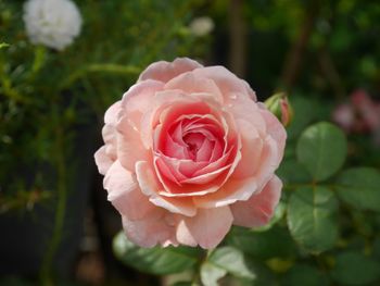 Close-up of pink rose