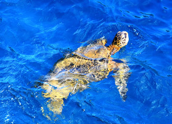 High angle view of turtle swimming in water