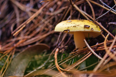 Close-up of mushroom growing on field