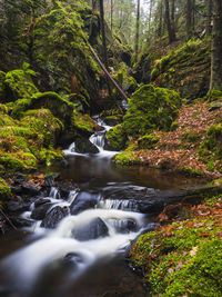 Stream in green mossy forest