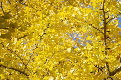 Full frame shot of yellow flowering plant