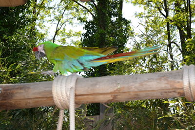 Low angle view of bird perching on tree