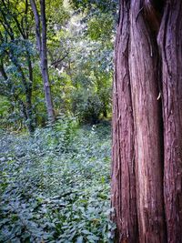 Trees in forest