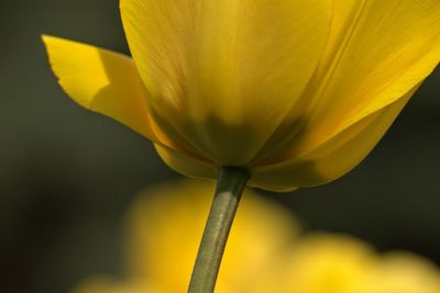 Close-up of yellow flowering plant