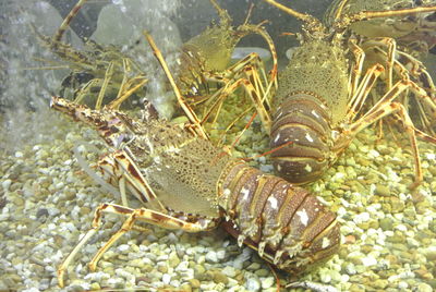 Close-up of crab in sea