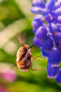 Close-up of bee pollinating on flower