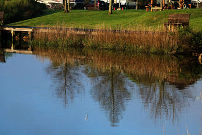 Reflection of trees on water