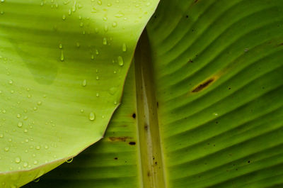 Full frame shot of wet green leaves