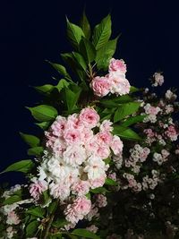 Close-up of pink flowers