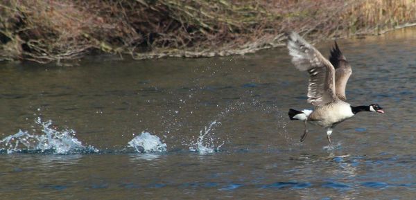View of birds in water