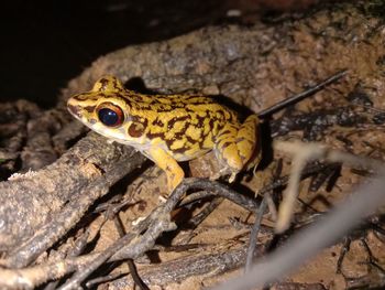 Close-up of frog on tree