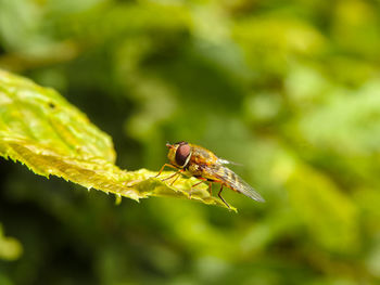 Close-up of insect on leaf