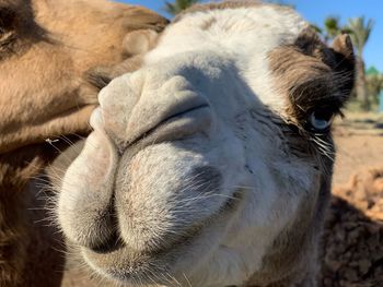 Close-up of a sheep on field