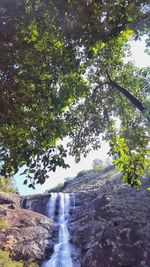 Low angle view of waterfall amidst trees in forest