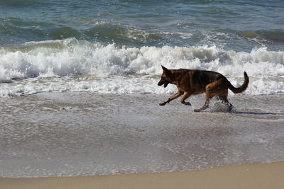 Dog on beach