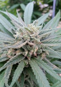 Close-up of succulent plant