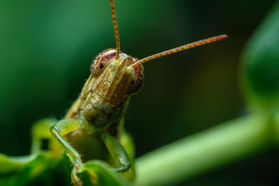 Grasshoppers that are often seen in gardens and destroy crops of farmers.