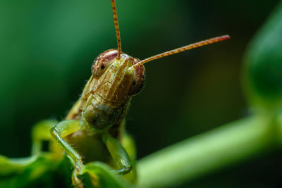 Close-up of insect on leaf