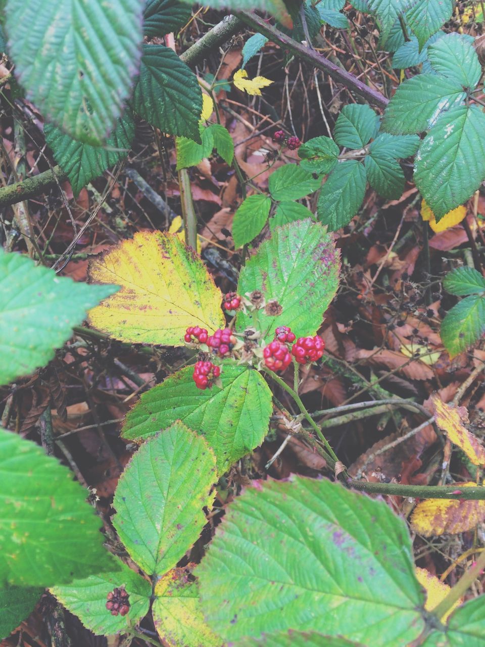 leaf, green color, growth, plant, freshness, fragility, high angle view, nature, beauty in nature, flower, close-up, outdoors, leaves, day, green, leaf vein, no people, growing, botany, petal