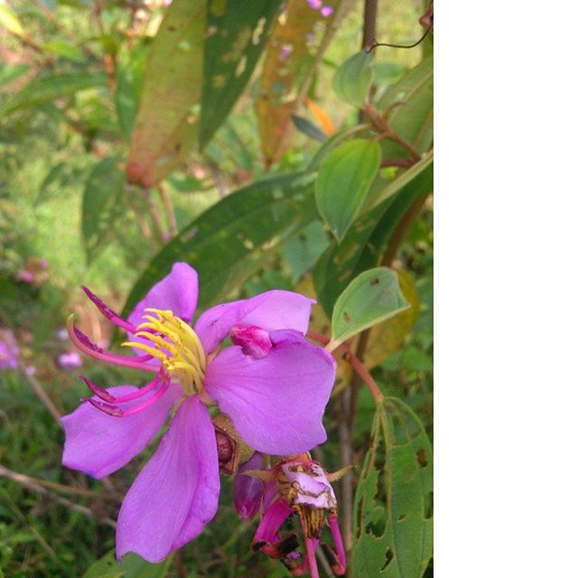 flower, freshness, petal, fragility, growth, flower head, beauty in nature, pink color, blooming, nature, plant, close-up, focus on foreground, purple, in bloom, leaf, blossom, park - man made space, stem, outdoors