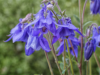 Close-up of purple flowering plants on field