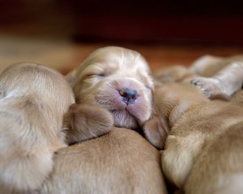 Close-up of puppies at home