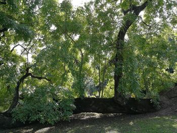 Trees in forest