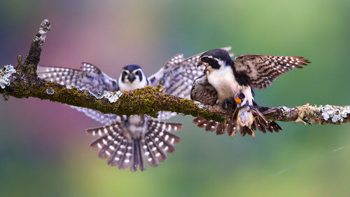 Close-up of birds perching on branch