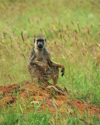A male baboon at taita hills wildlife sanctuary, voi, kenya