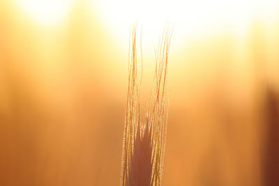 Close-up of plants at sunset