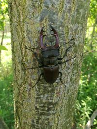 Close-up of lizard on tree trunk