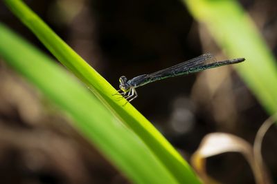 Close-up of grasshopper