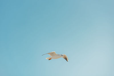 Low angle view of bird flying against clear sky