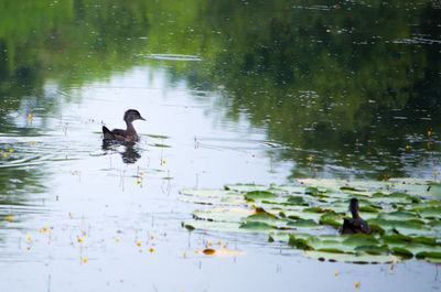 Ducks swimming in lake