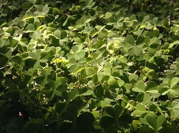 Full frame shot of green leaves