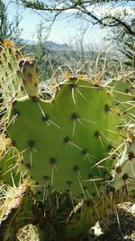 Cactus growing on field