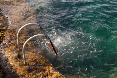 High angle view of horse in sea