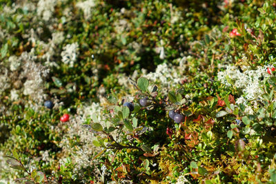 High angle view of berries on plant